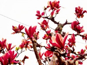 IMG_20160407_111148.jpg1
